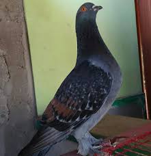 Join us in the forum. 23 Merpati Kolong Ideas Bird Birdf Prum