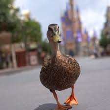 Chrome keeps telling me that i can't download duck duck go extenion at this time there not excepting it. Donald Duck Verified Page Facebook