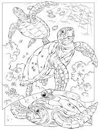 Free Printable Ocean Coloring Pages For Kids Turtle Coloring Pages Ocean Coloring Pages Animal Coloring Pages