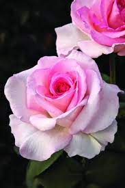 Pink promise has been chosen to represent the national breast cancer foundation as they search for the cure. Pink Promise Rosa Hybrid Tea Pink Promise From Regan Nursery