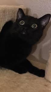 He's your new favourite internet kitty. His Underbite Seals The Deal Here 9gag
