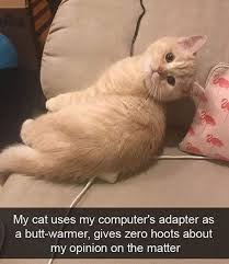 The sun is out and there is a nice breeze that for some. Cats Out Of The Bag With Delightful Caturday Memes 35 Memes Friends In Love Cats Cat Memes