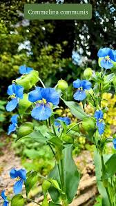 Image result for Commelina