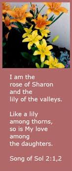 Song Of Solomon 2 1 2 Lily Of The Valley Prayer Partner Song Of Solomon