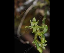 Image result for Angraecopsis parviflora