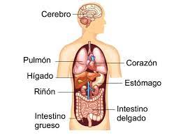 Partes, organos, huesos, músculos y sistémas. El Cuerpo Humano Partes Organos Y Sistemas Toda Materia