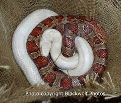 Albino And Red Rat Snakes Reptiles Rare Albino Animals Rat Snake