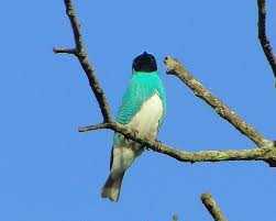 Image result for Tragiella natalensis