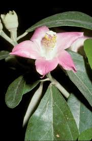 Image result for Lagunaria patersonia