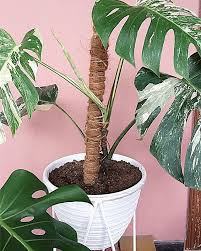 Kalau Monstera Lama Banget Keluar Daun Baru Coba Deh Pakein Rambatan Ini Contohnya Laporan Dari Customer Monstera Variegata Di Plants Monstera Indoor Plants