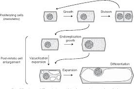 Plant cell increase in size. Figure 1 From Cellular Responses To Auxin Division Versus Expansion Semantic Scholar