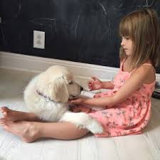 I will tell you from my experiences goldens are hands down the best family dog period. Golden Retriever Puppies English Cream Golden Retrievers