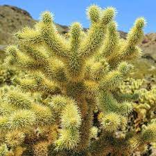 How to remove a cactus manually. Cactus Removal Services Saguaro Cost Phoenix Trim A Tree
