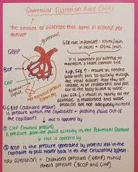 Glomerular Filtration Rate Gfr Osmotic Pressure Anatomy And Physiology Renal