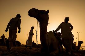 One of dubai camel racing tracks. Christophe Viseux Camel Race Burn Magazine