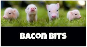Live Bacon Bits Bacon Bacon Bits Animals Hunting Humor