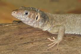 Baritji rather than with the other subspecies of v. Datei Varanus Acanthurus Boulenger 1885 Jpg Wikipedia
