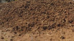 Russell pest solutions has been providing quality, comprehensive pest control, termite, rodent and wdo services in jacksonville, florida for over 20 years. Fire Ants Spotted Across East Tn What You Need To Know To Avoid Injury Wbir Com