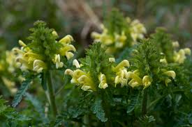 Image result for Lecanthus peduncularis