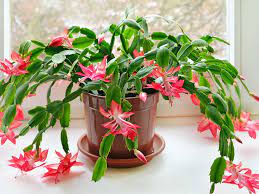 Tanaman hias gantung million bells atau dikenal dengan nama latin calibrachoa merupakan kerabat dari bunga petunia. 12 Tanaman Hias Gantung Yang Mudah Dirawat