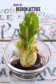 How To Regrow Lettuce Growing Food From Scraps Http Www Housingaforest Com How To Regrow Lettuce Regrow Lettuce Regrow Celery Regrow Vegetables