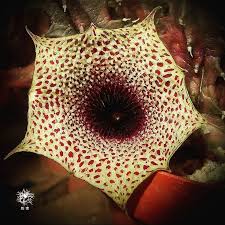 Image result for Huernia levyi