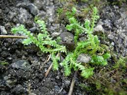 Image result for Selaginella molliceps