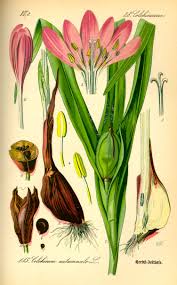 Rod šafrán (crocus) je vytrvalá hlíznatá rostlina, patří do čeledi kosatcovitých (iridaceae) a zahrnuje asi 80 druhů. Coze To Tu Ted Kvete Krokus Safran Ocun Nebo Snad Koniklec Priroda Cz