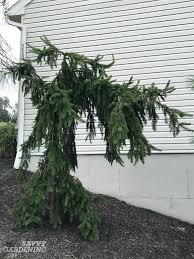 Each branch seems to change direction almost at a 90 degree angle. Weeping Trees 14 Beautiful Choices For The Yard And Garden