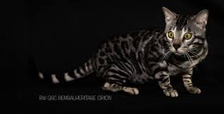 Leopard cat captured by wwf malaysia camera. Bengalheritage Cats How To Buy