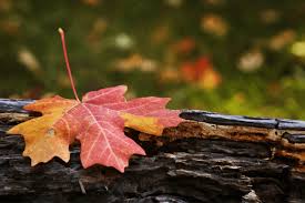Many people choose to burn maple because it is readily available and it provides good heat. Maple Firewood Should You Heat With Maple