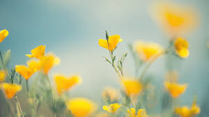 Find best latest hd wallpapers for pc in hd for your pc desktop background & mobile phones. 26 Cute Yellow Wallpapers Wallpaperboat