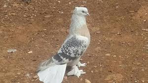 Pin By Blt Blt On Guvercin Pidgeon Pigeon Animals Bird