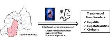 Image result for Vernonia kirungae