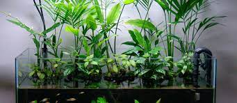 Tanaman java fern alias pakis ini berasal dari asia tenggara, jadi tak heran kalau kalian sering menjumpai di pinggiran. Aquascapejuara Jenis Tanaman Hias Air Tawar Untuk Mempercantik Dan Menyempurnakan Ekosistem Aquascape