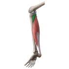 Section editor dean taylor, md. Leg Muscles Anatomy And Function Of The Leg Compartments Kenhub