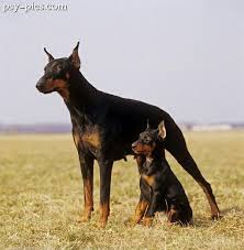 Tigru ( flamand ) 14. Kill Un Caine De ElitÄ ClÄtinici Puiul De Lup Wattpad