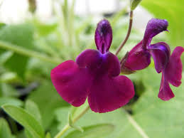Salvia Nachtvlinder Salvia Nemorosa Morgenrote Winterharte Stauden Stauden Winterhart