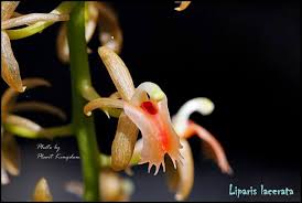 Image result for Liparis