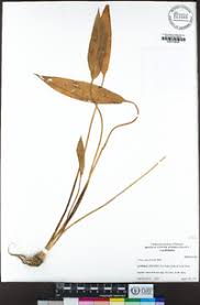 Image result for Aneilema lanceolatum