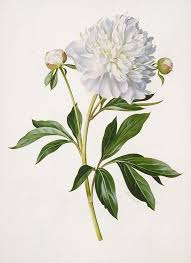 Maybe you would like to learn more about one of these? Image Result For Botanical Illustrations Peony Free Botanical Drawings Botanical Illustration Vintage Botanical Painting