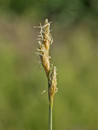 Image result for Carex sp.no.1