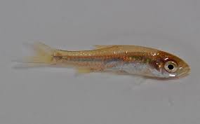 Ikan mas yang terdapat di indonesia merupakan ikan mas yang dibawa dari cina, eropa, taiwan dan jepang. Ikan Wader Jenis Macamnya Alamendah S Blog