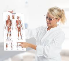 Wall Charts Anatomy Posters Medical Teaching Aids
