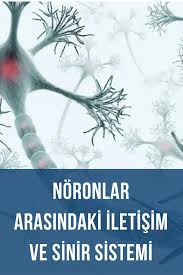 Noronlar Arasi Iletisim Ve Sinir Sistemi Ndeki Rolu Psikoloji Iletisim Bilgi
