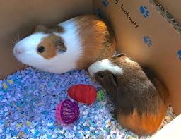 Read Cookie S And Daisy S Adoption Story
