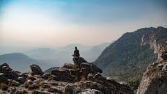 Image result for Megalochlamys hamata