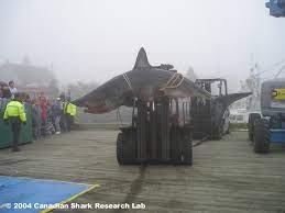 What was going on here is that the parties were having an outing on the water and were swimming from the boat, said. Yes This Giant Shark Was Caught Off The Coast Of Nova Scotia News Halifax Nova Scotia The Coast