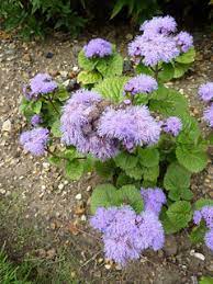 Ageratum Houstonianum Ageratum Bluemink Floss Flower Garden Pfaf Plant Database