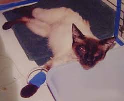 It's caused by a virus that is extremely widespread in the. Vaccines For Cats We Need To Stop Overvaccinating